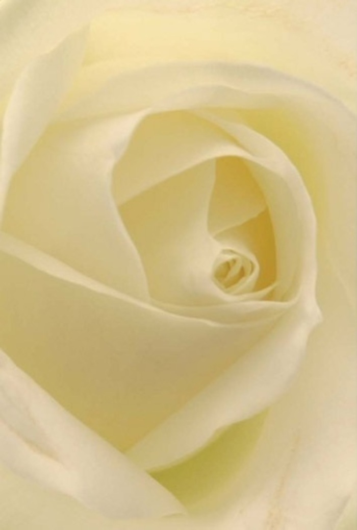 Viewed up close, this pure white rose-hand-selected and arranged near the historic lanes of Lambeth-draws you into its tranquil embrace. Its petals are layered in gentle spirals, seamlessly blending creamy whites and subtle hints of butter-yellow, as if lit from within by soft sunlight streaming through Brockwell Park. The florist's skill is evident in the harmonious placement of each petal, the textures ranging from velvety matte to smooth satin beneath your fingertips. Shadows fall delicately within each curve, creating graceful depth and evoking a sense of refined calm. This arrangement is a quintessential gesture for heartfelt events: from romantic anniversaries to sincere apologies, or even as an elegant centrepiece at a Lambeth wedding. The rose's form captures both purity and resilient strength-a testament to nature's artistry, elevated by local expertise. The clean, understated scent is reminiscent of a peaceful morning in Lambeth, making this floral tribute perfectly suited for conveying grace and timeless beauty.